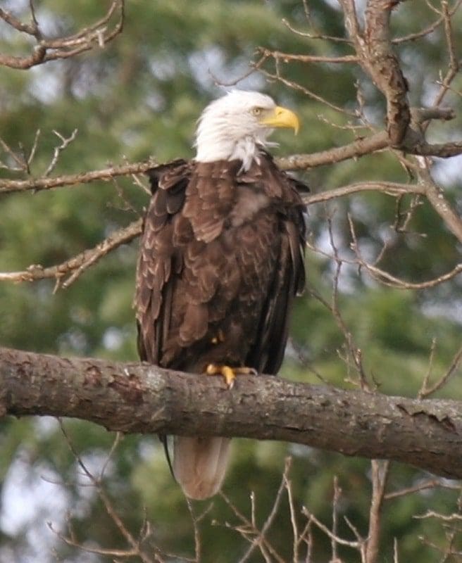 bald eagle in a tree mark yuknat