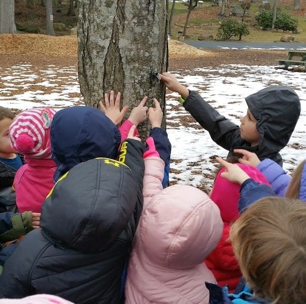 maple sugar festival stamford ct children around a tree