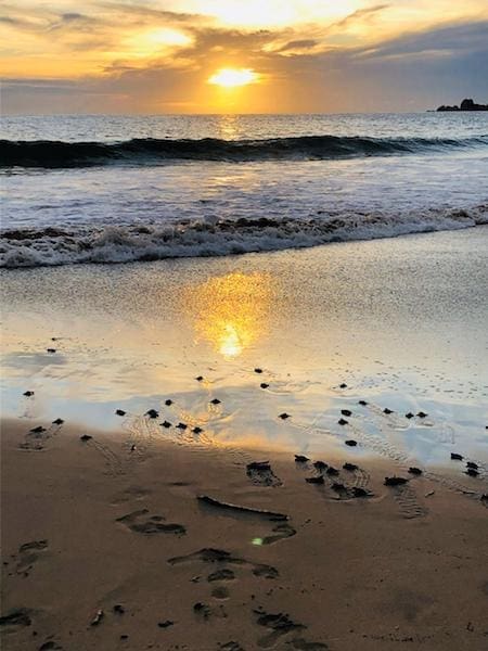 sea turtles hatching at Las Brisas Ixtapa mexico