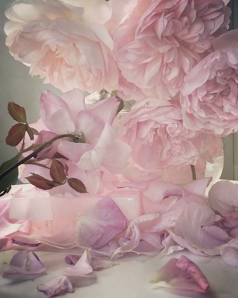 Nick Knight exhibition roses in my garden waddesdon manor buckinghamshire uk
