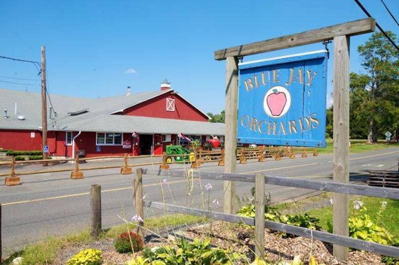 Blue Jay Orchard pick your own connecticut farm