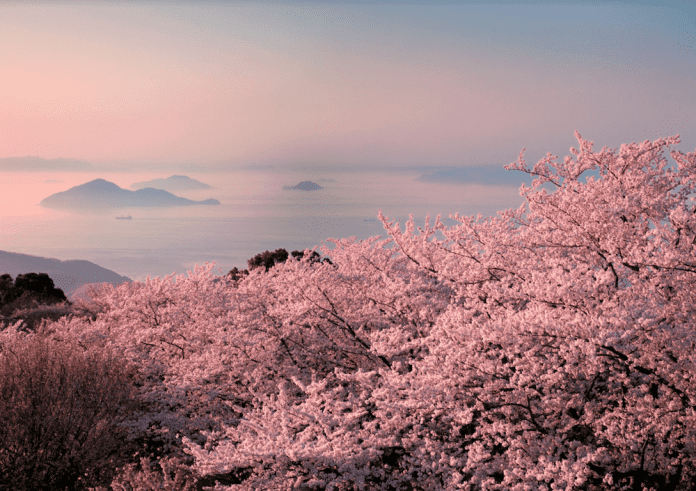 setouchi japan blossoms tourism travel open sky sunset