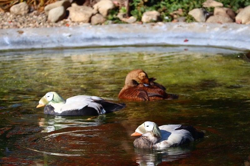 eiders the ripley waterfowl conservancy litchfield 