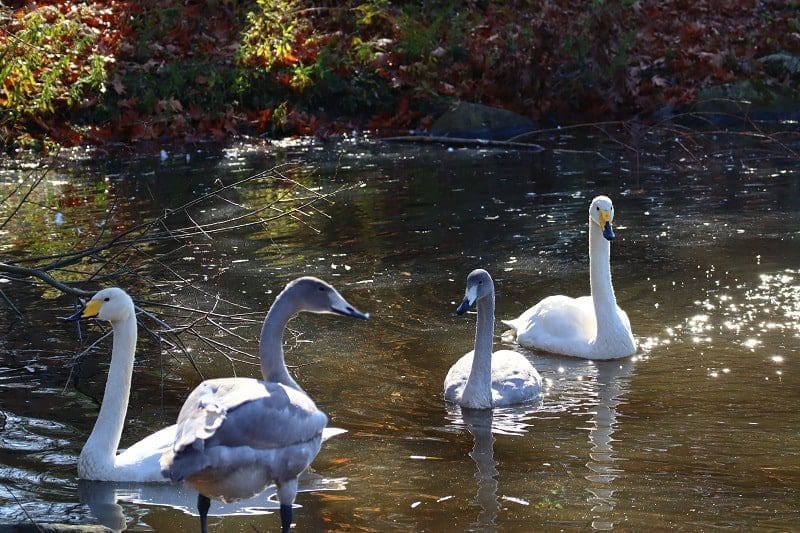 swans the ripley waterfowl conservancy litchfield connecticut