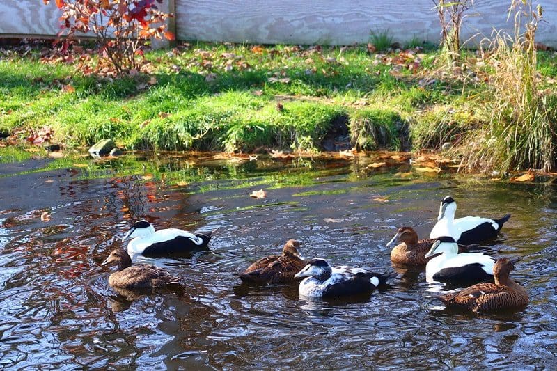 ducks the ripley waterfowl conservancy litchfield ct