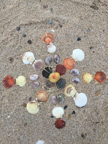 sand artwork seashells