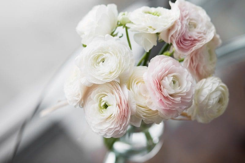 Bouquet of white ranunculus in a glass vase