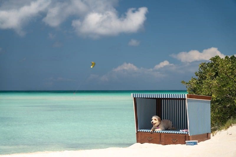 dog on tropical beach in cabana white sand