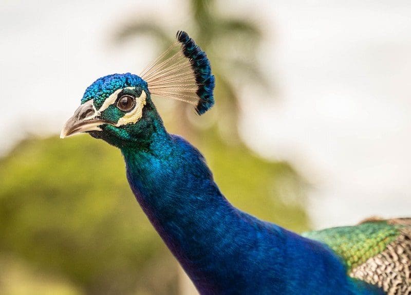 Fort Lauderdale Everglades Peacock