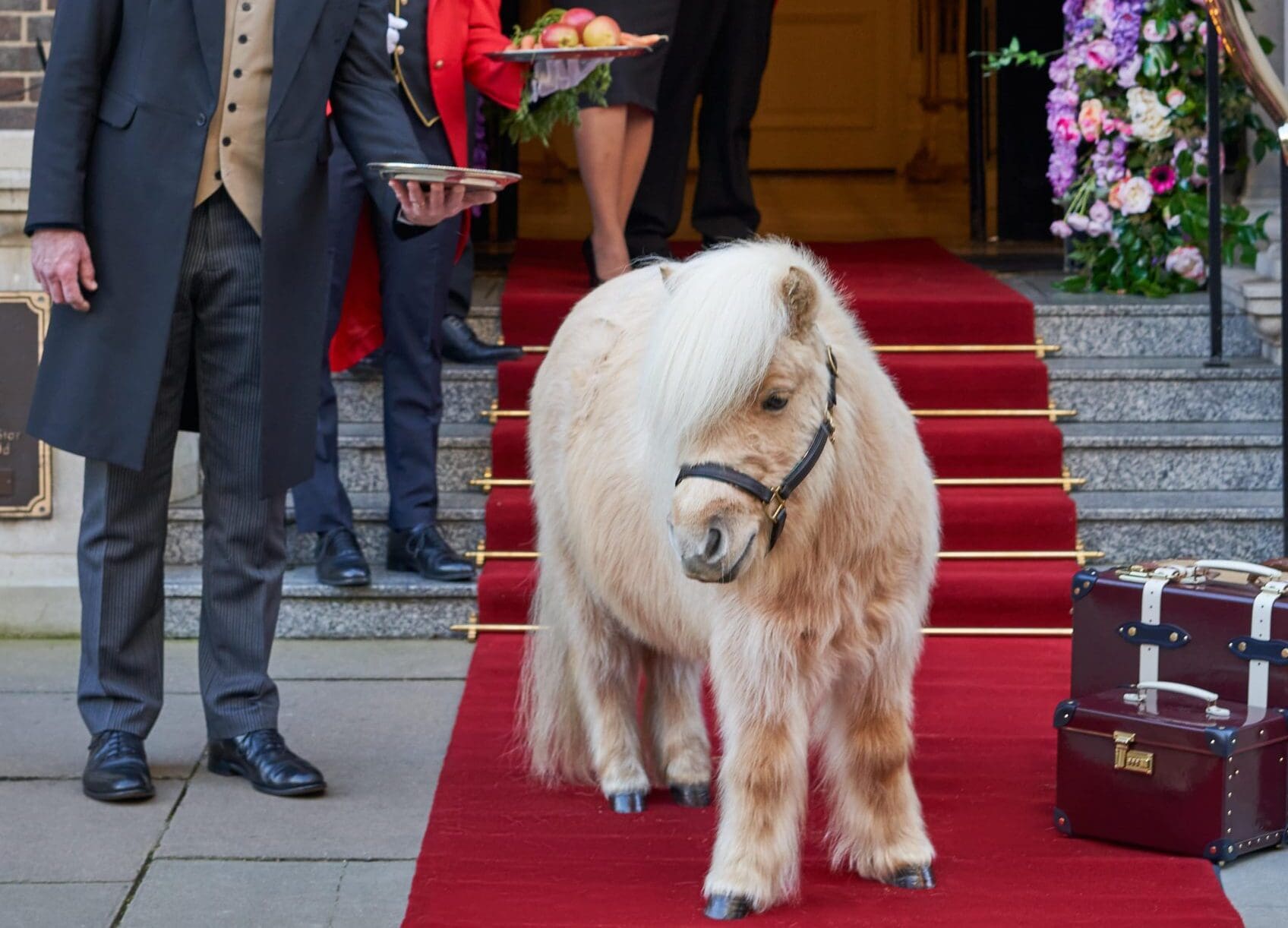 teddy the pony at the goring exterior hotel entrance