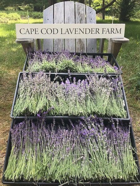 cape cod lavender farm lavender bunches new england