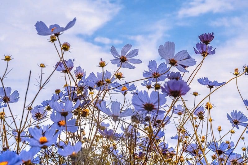 purple flowers and blue sky wellness healing