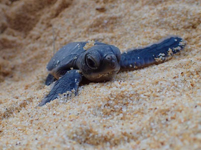 baby hatchling sea turtle