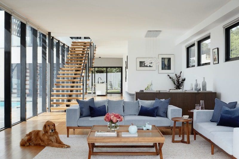 modern living room natural light dog