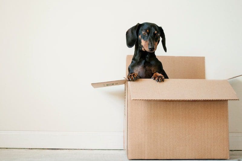 moving and storage with pets dog cute