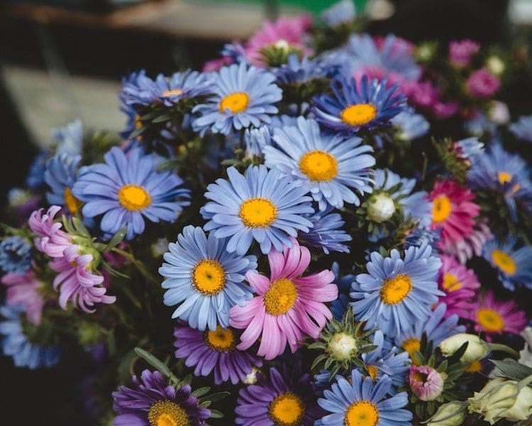 beautiful flowers colored daisies