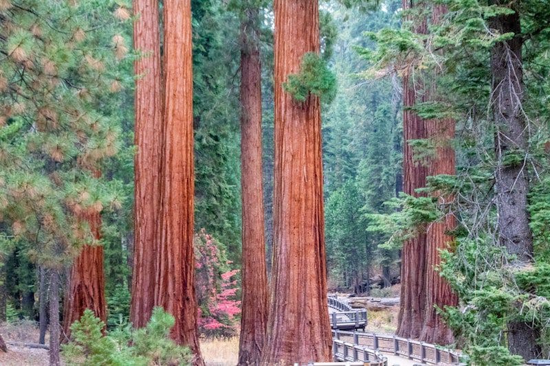 redwood national forest park