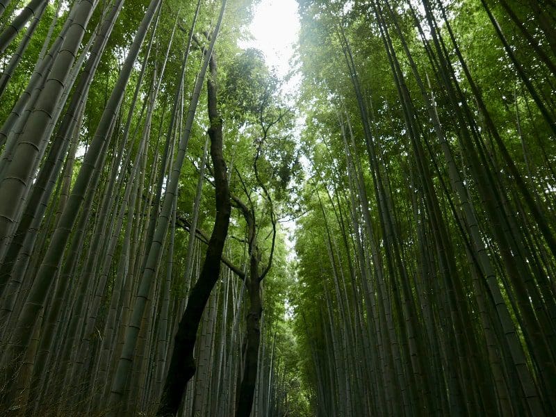 green bamboo forest in Japan