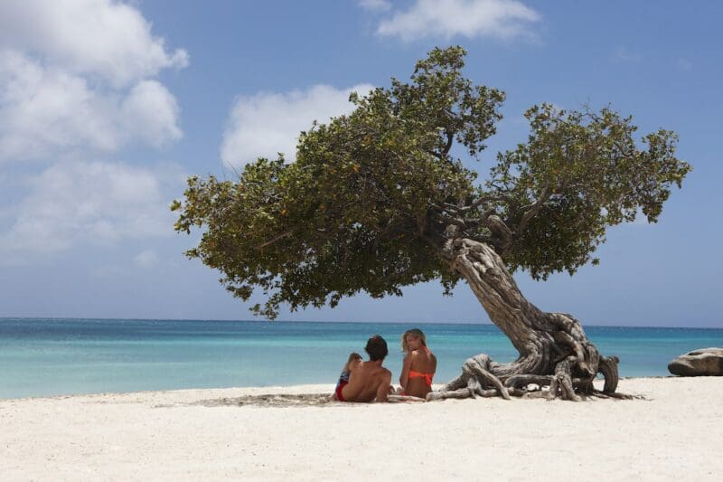 aruba marriott resort couple under tree