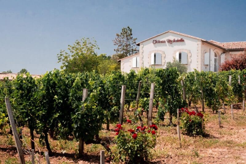 vineyard in bordeaux france