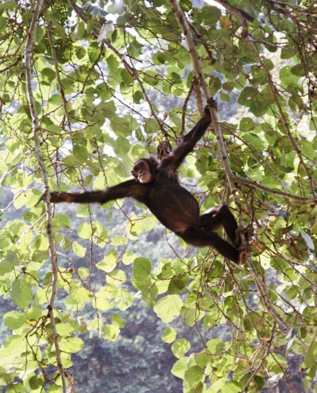 monkey climbing through the trees
