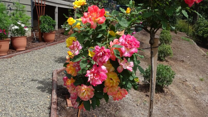 outdoor beautiful flower pots garden