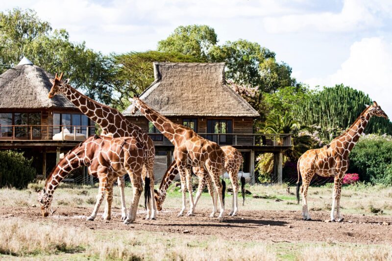segera retreat giraffes beautiful safari