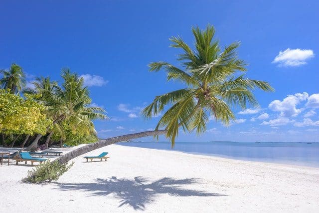 beautiful beach palm tree maldives