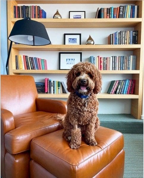 the study at yale connecticut pet friendly