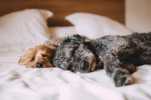 two dogs sleeping together soundly on bed