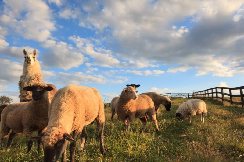 middleburg virginia countryside