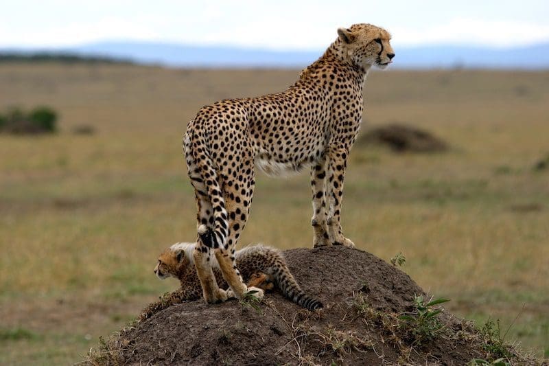 cheetah mom with baby in masai mara richard's camp
