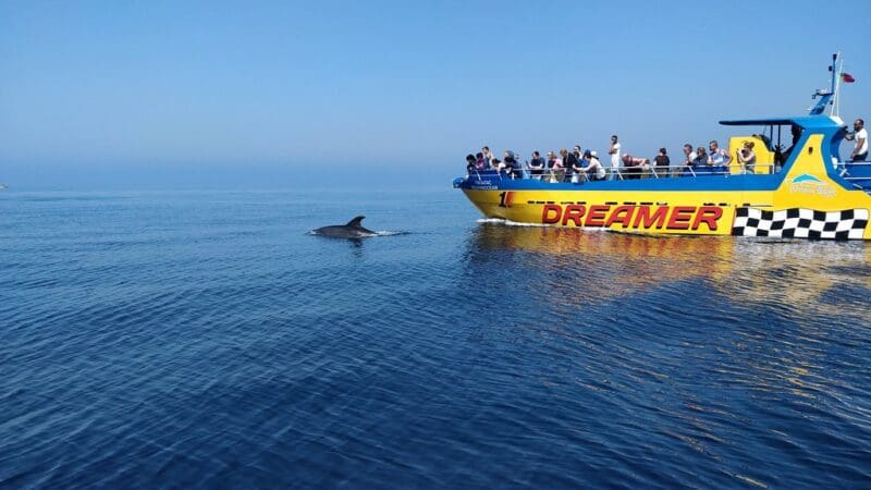 dreamwave boat dolphin watching