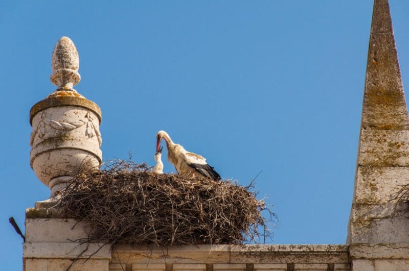 stork nest in faro