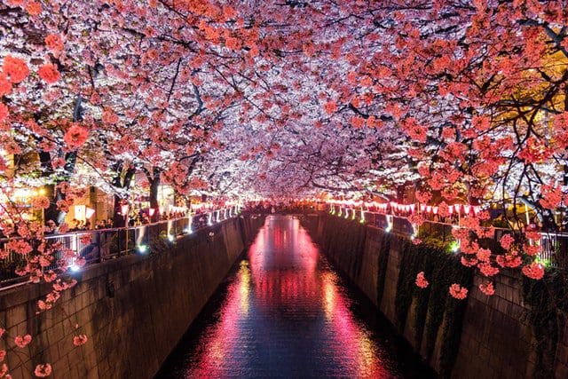 cherry blossoms at night over water Japan