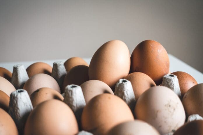 eggs in carton with grey background