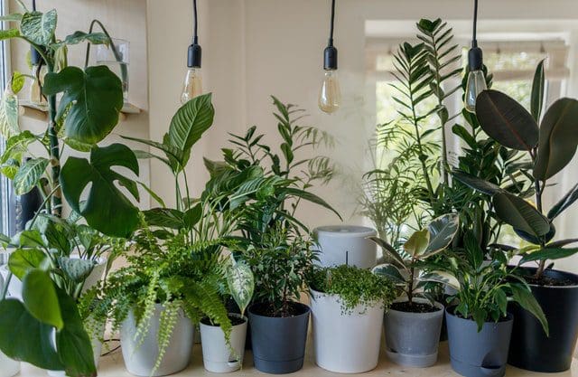 indoor green potted plants