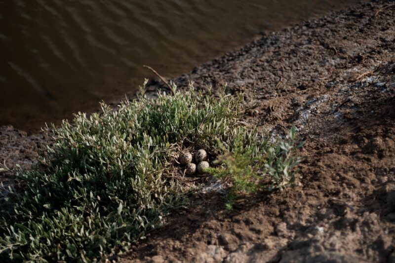 sal marim eggs laid near water