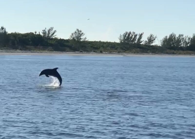 dolphin jumping in water florida