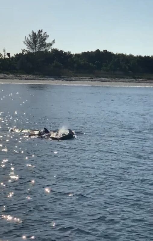 dolphin swimming sun reflecting on water