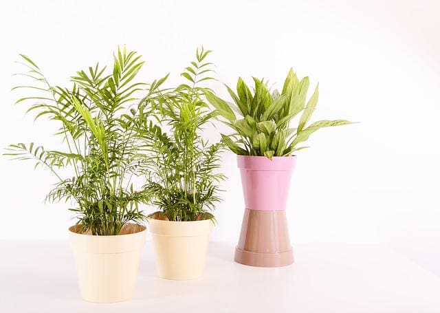 indoor potted green plants-min