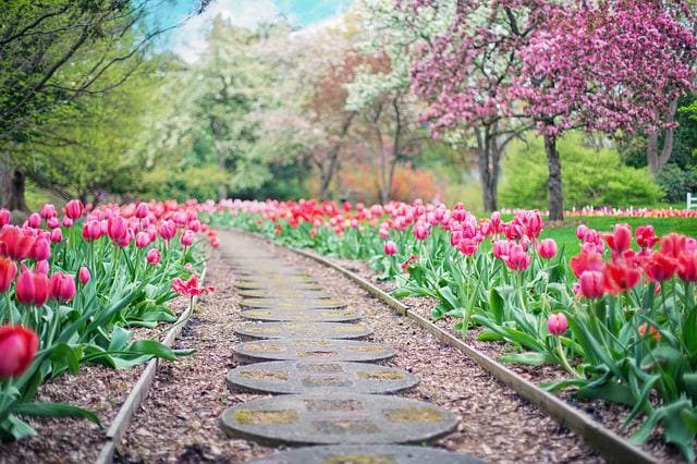 beautiful stone path with tulips