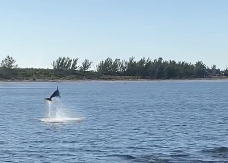wild dolphin playing in water florida