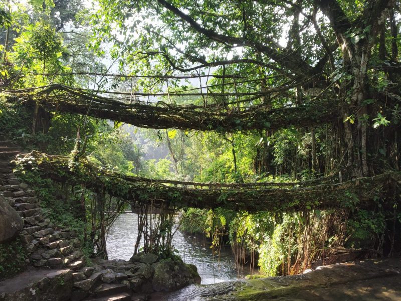 Living root bridges Meghalaya