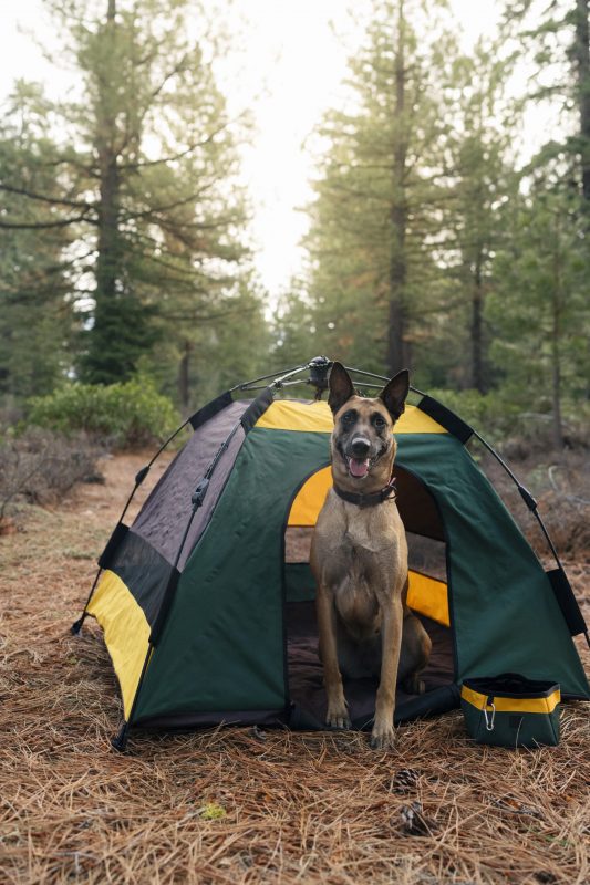 outdoor dog tent camping the woods
