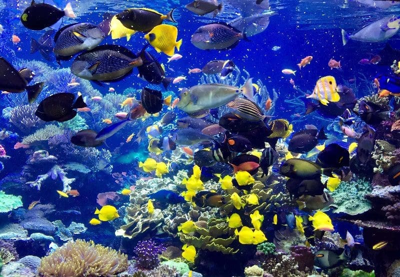 coral reef tank long island aquarium