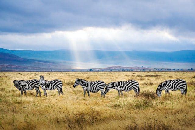 Zanzibar Tanzania zebra landscape