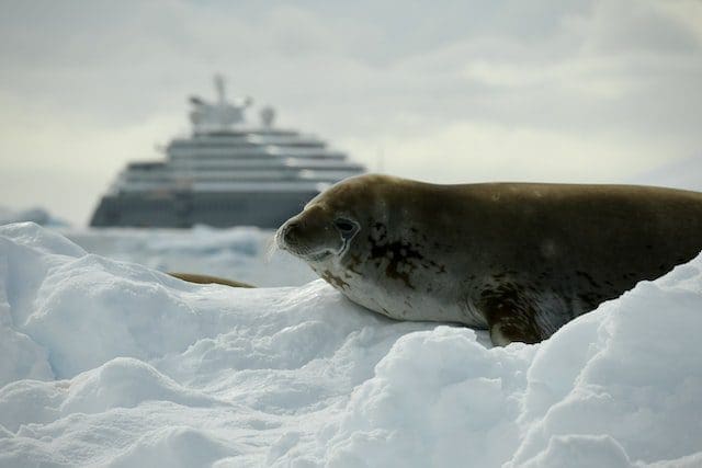 seal on ice with cruise in the background