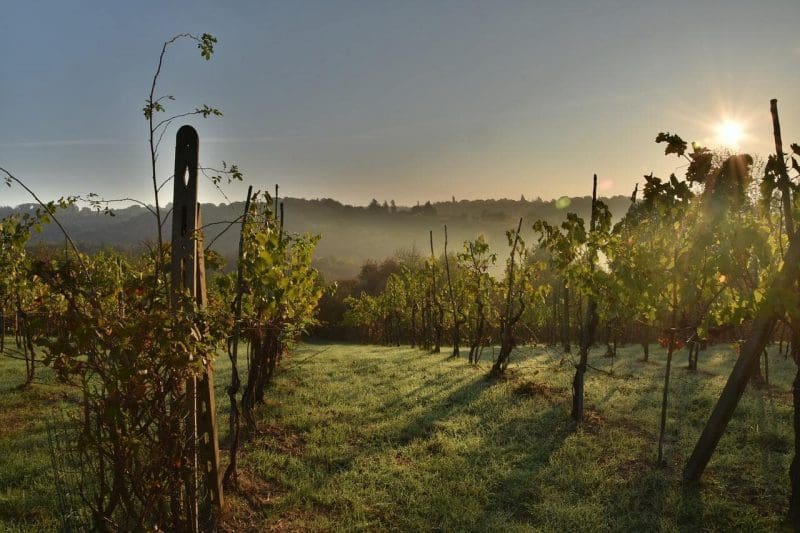 Tuscany winery rolling hills sunrise