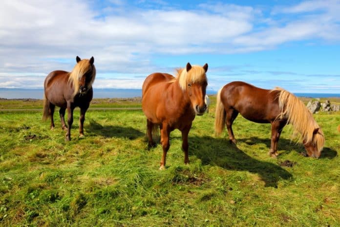 Icelandic bay horses